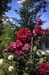 herrmann hesse garten 1